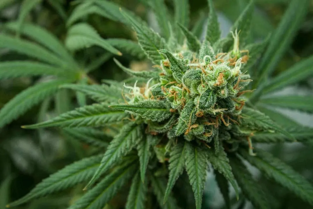 Cannabis Store Near Me Providing Fresh Selections and Expert Assistance