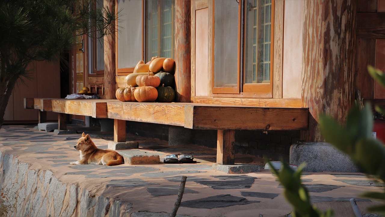Dog, break, sunshine — examplearticle